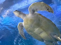 -太平洋海底世界