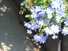 -横琴客运码头