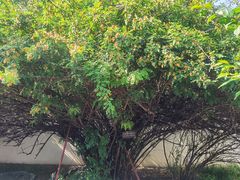 -北京鲁迅博物馆(北京新文化运动纪念馆鲁博馆区)