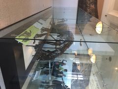 美国自然历史博物馆-美国自然历史博物馆