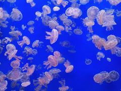 -江和美海洋公园