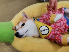 -逗柴咖啡屋·狗咖猫咖宠物桌游