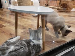 -袖虎·猫馆(体育西路店)