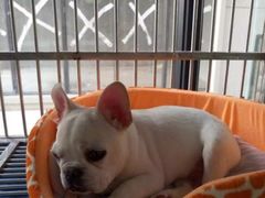 -1013 PET SHOP 宠物商店(近铁城市广场店)