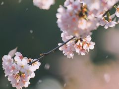 -无锡梅园公园