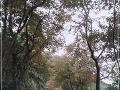 -广州市石门国家森林公园