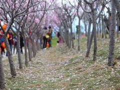 -天适樱花悠乐园
