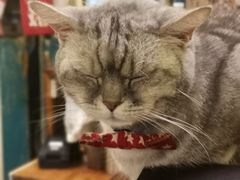-猫色咖啡·猫咖