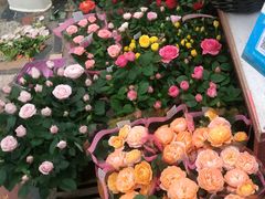 -秦美花卉(天朗·莱茵小城2期店)