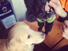 iphone_upload_pic-百好乐宠物友好餐厅(朝外大街店)