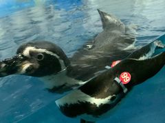 -太平洋海底世界