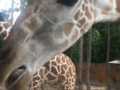 -清迈夜间动物园