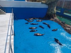 -秦皇岛乐岛海洋王国