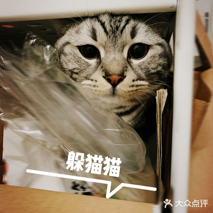 我的邻居是喵喵