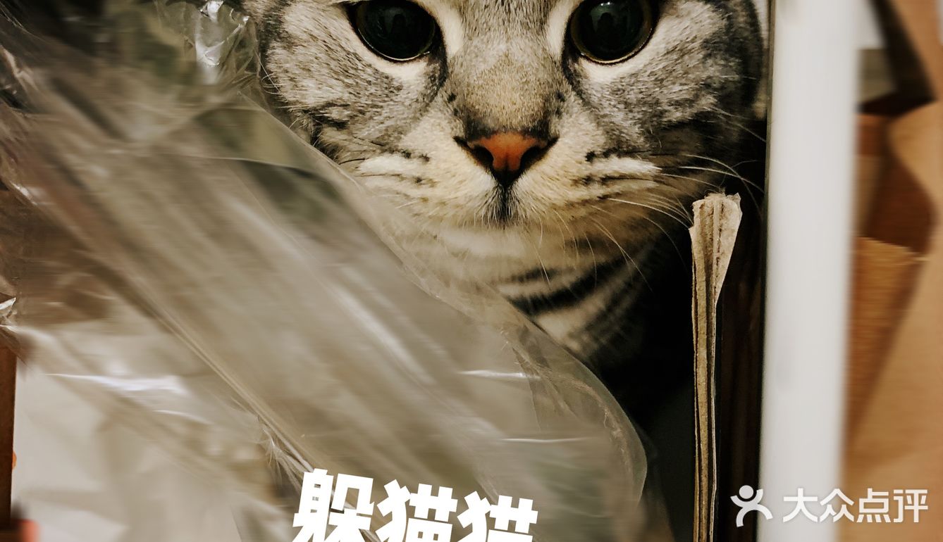 我的邻居是喵喵