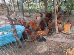 -马陆小张葡萄园农家乐