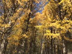 -塞罕坝国家级自然保护区