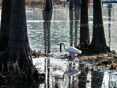 -贡湖湾湿地公园