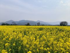 -三垟湿地