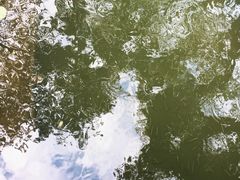 -青枫公园