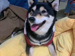 -逗柴咖啡屋·狗咖猫咖宠物桌游