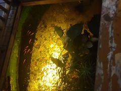 -锦上中式酒馆(南内环店)