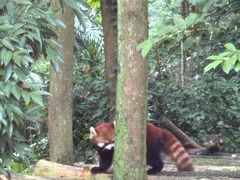 -都江堰中华大熊猫苑