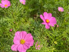 -天适樱花悠乐园