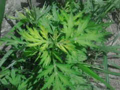 android_upload_pic-沕沕水生态风景区