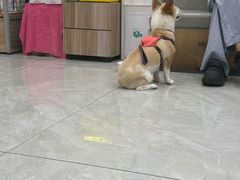 -安安宠医宠物医院·异宠·犬猫内科(岳阳分院)