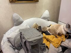 -宠爱国际动物医院·消化内科·心肾内科·ISFM猫友好(望京店)