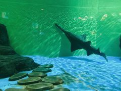 -上海海洋水族馆