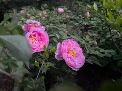 -洛阳市隋唐城遗址植物园