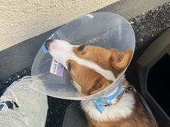 -北京赛佳动物医院