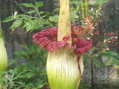 -北京植物园-展览温室