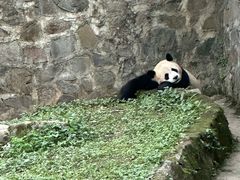 -都江堰中华大熊猫苑