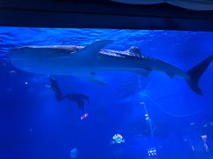 -烟台海昌鲸鲨海洋公园