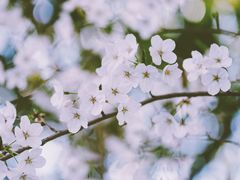 -南汇桃花村