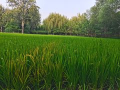 -北坞公园