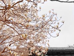 -颐和园