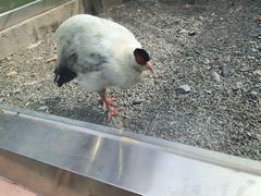 -青藏高原野生动物园