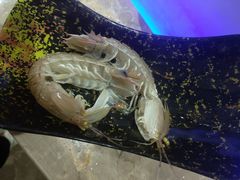 皮皮虾-海玥荟海鲜姿造自助餐厅(欧罗巴广场店)