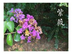 -北京张裕爱斐堡酒庄