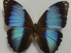 -上海昆虫博物馆