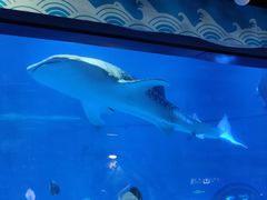 -烟台海昌鲸鲨海洋公园