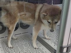 -FAELING PETS美天灵宠物(富力广场店)