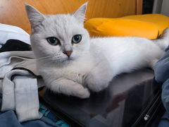 -嘉馨宠物医院·CT影像转诊·心脏科·犬猫全科诊疗中心(下沙大学城院区)