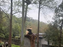 -都江堰中华大熊猫苑
