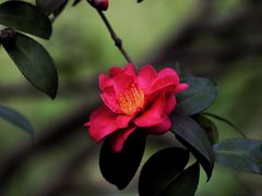 -上海吴淞炮台湾国家湿地公园