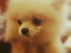 -翊宠yipet猫狗购宠庄园犬舍•猫舍